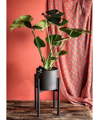 Ayaklı Saksıda Monstera -Deve Tabanı